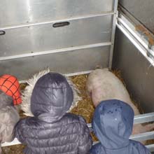 Fishers Mobile Farm visit to St Aidans Primary School, Northern Moor